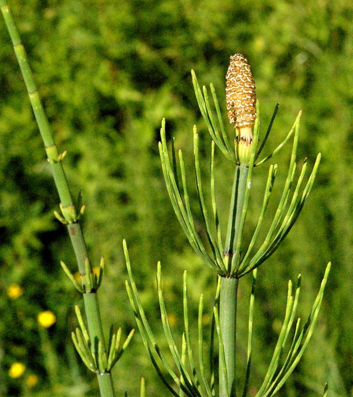 Хвощ зимующий(Equisetum hyemale l.)