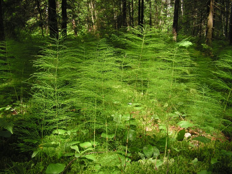 Хвощ полевой (лат. Equisetum arvense l.)