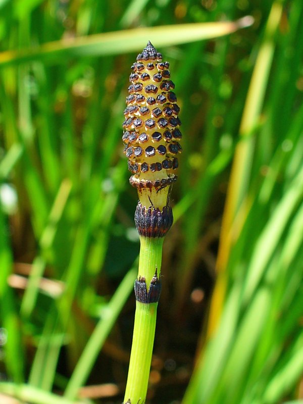 Хвощ полевой Equisetum arvense l.