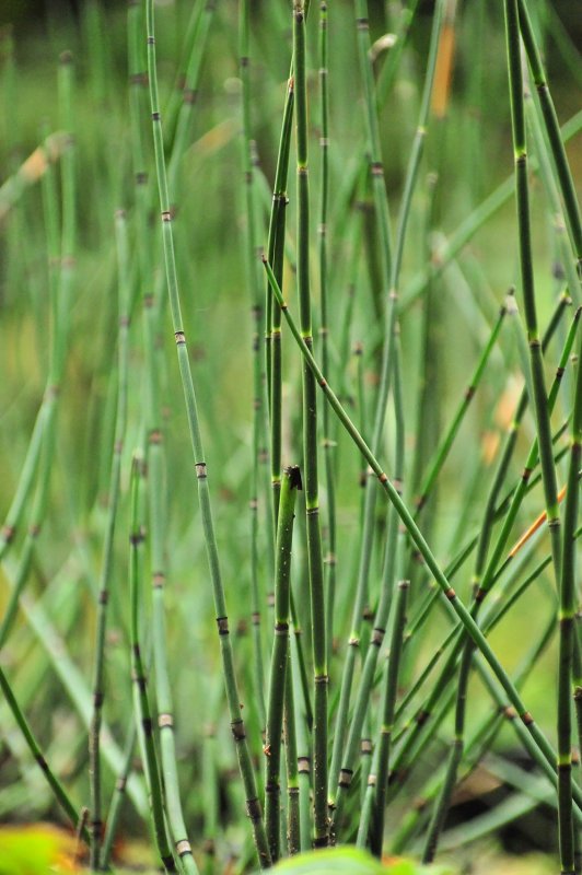 Хвощ японский/Equisetum japonicum