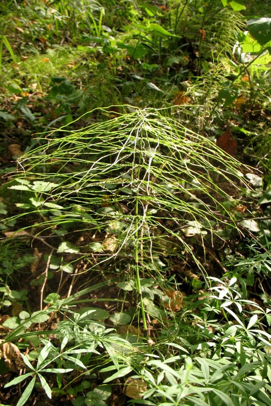 Таксон Equisetum arvense переводится как