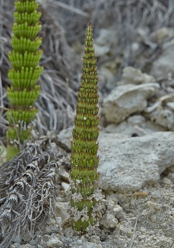 Хвощ зимующий(Equisetum hyemale l.)