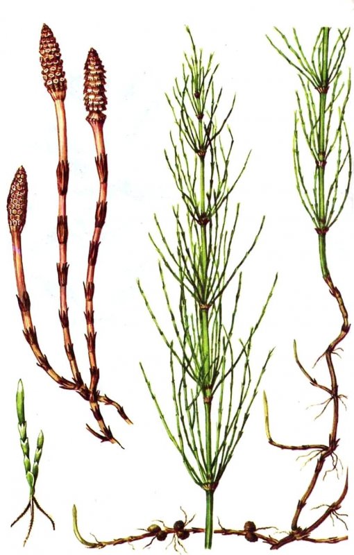 Horsetail Pistols