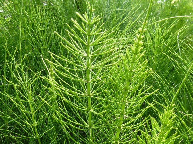 Хвощ (Equisetum)