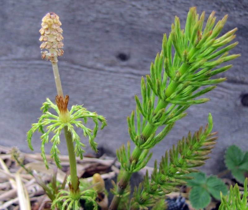 Хвощ полевой (Equisetum arvense)