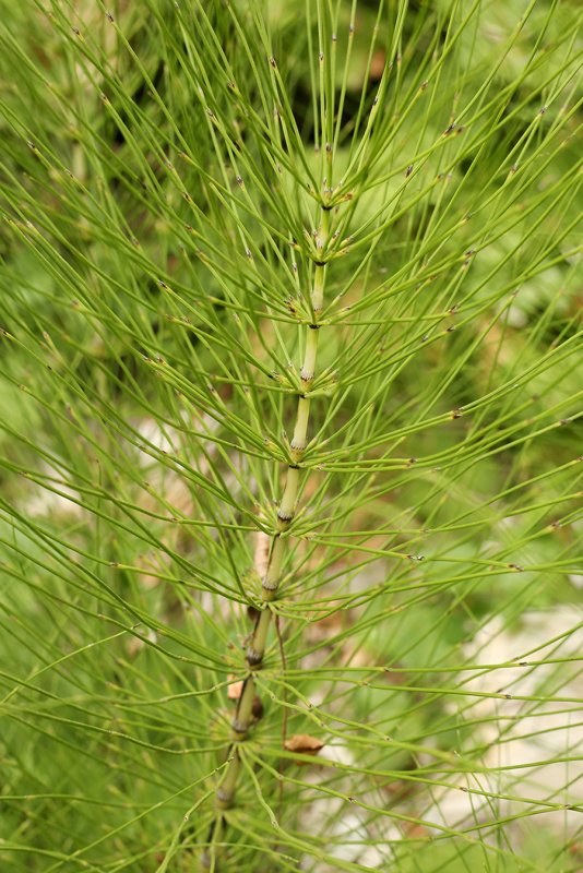 Хвощ Лесной (Equisetum sylvaticum)