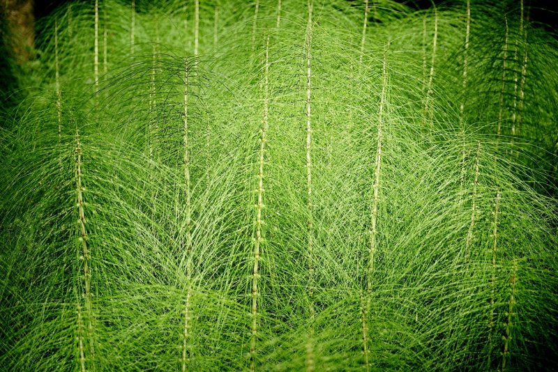 Equisetum telmateia