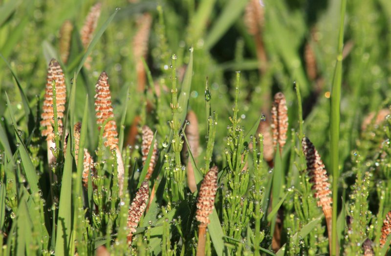 Equisetum pratense