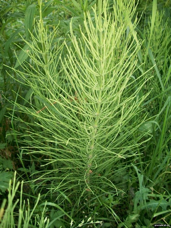 Хвощ Луговой Equisetum pratense