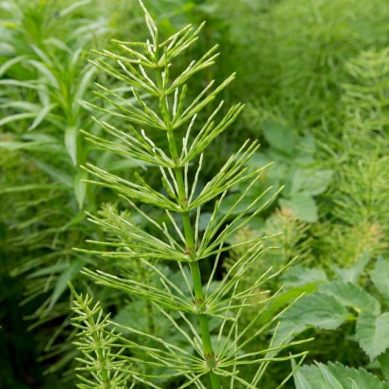Хвощ Приречный (Equisetum fluviatile)