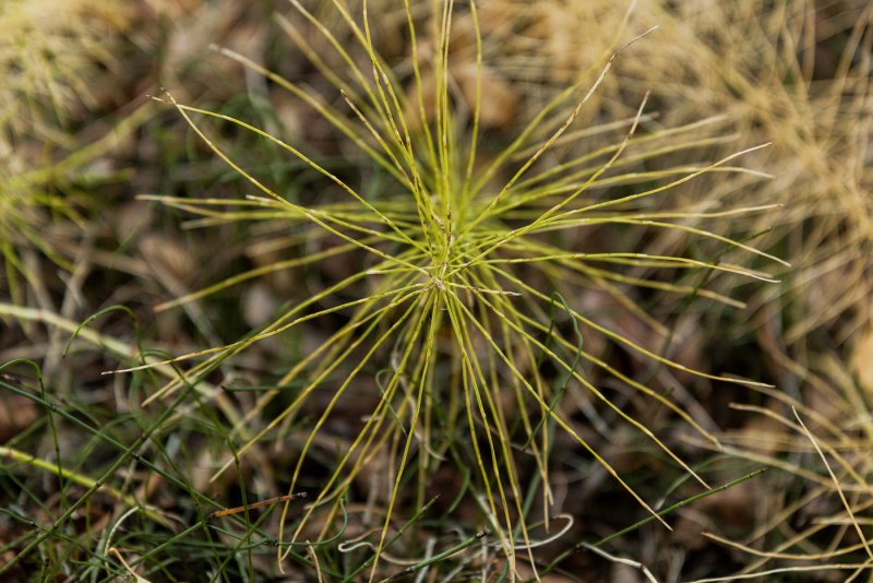 Хвощ полевой Equisetum arvense l.