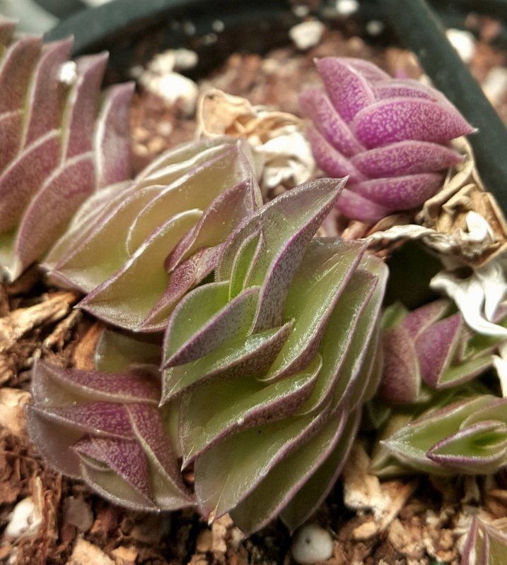 Традесканция Блоссфельда (Tradescantia blossfeldiana)