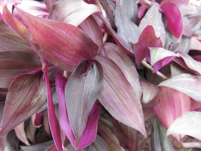 Tradescantia blossfeldiana Mildbr. (Традесканция Блоссфельда)