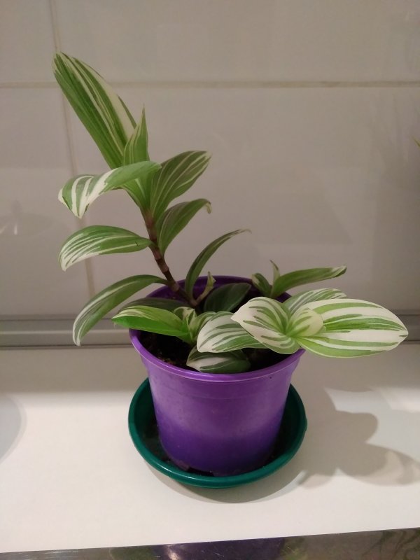 Традесканция Блоссфельда (Tradescantia blossfeldiana)
