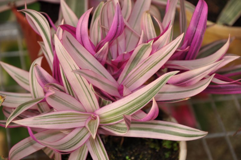 Традесканция зебрина Tradescantia Zebrina