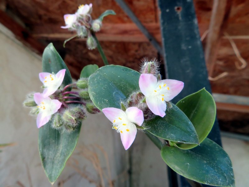 Традесканция spathacea