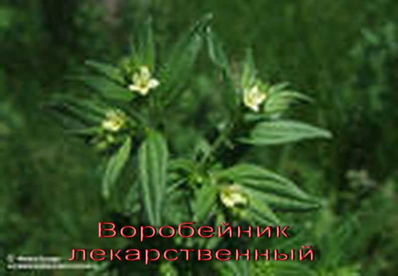 Воробейник ложный лекарственный семена
