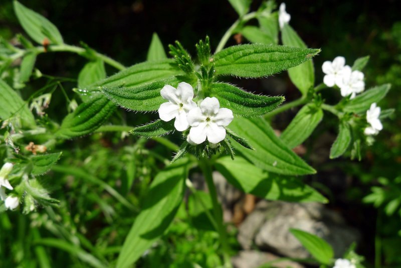 Воробейник Lithospermum erythrorhizon