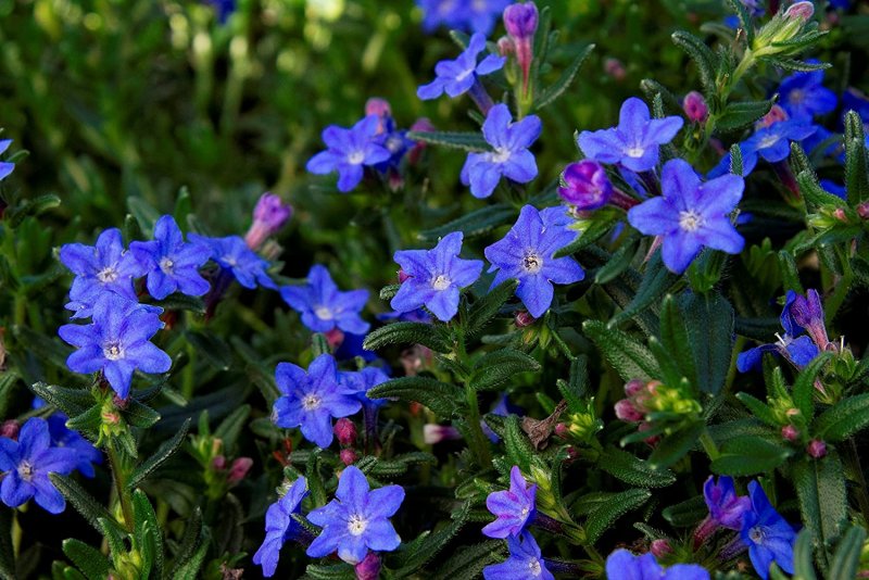 Литодора Lithodora diffusa Grace Ward