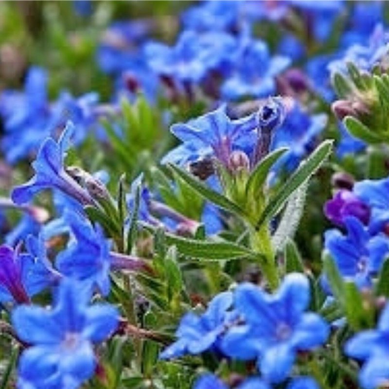 Воробейник пурпурно-синий (Lithospermum Purpureo-caeruleum),