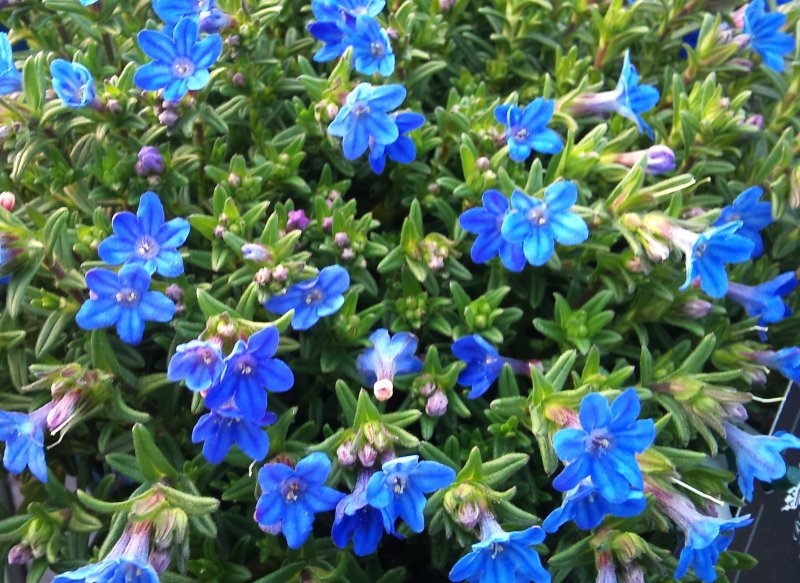 Литодора Heavenly Blue