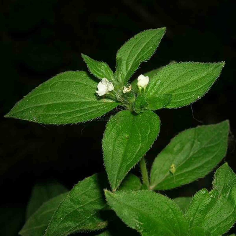 Воробейник Lithospermum erythrorhizon