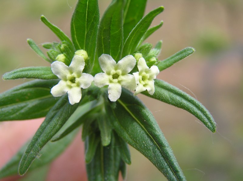 Lithospermum officinale l Воробейник лекарственный