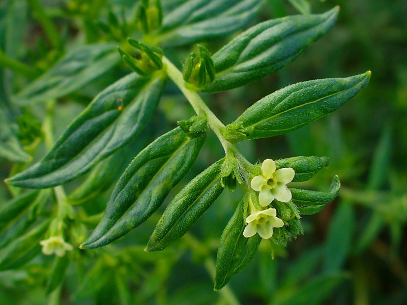 Воробейник Lithospermum