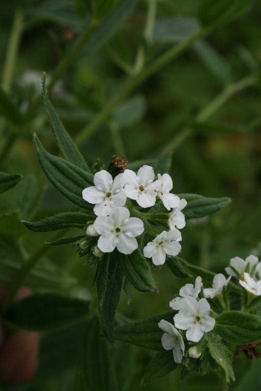 Воробейник Lithospermum