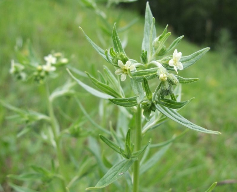 Воробейник Lithospermum officinale *