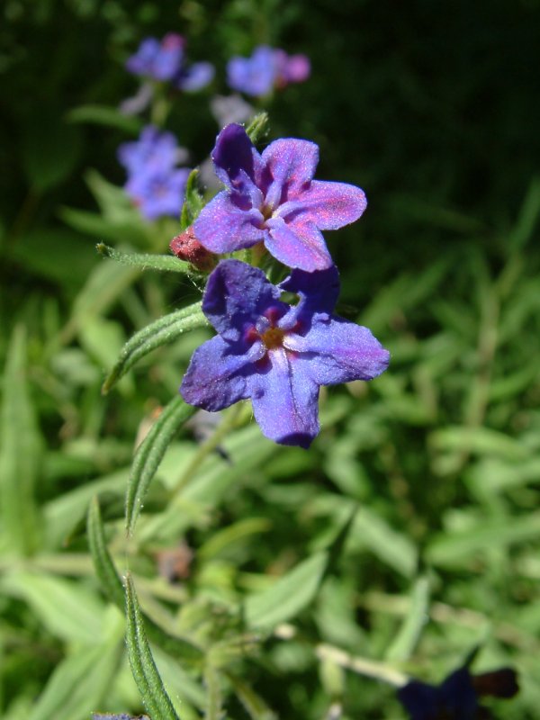 Воробейник Lithospermum