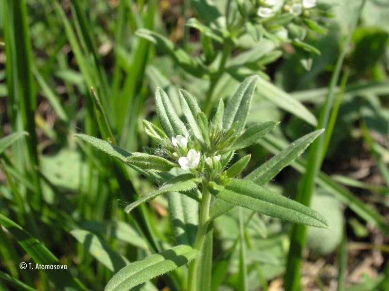 Воробейник Lithospermum