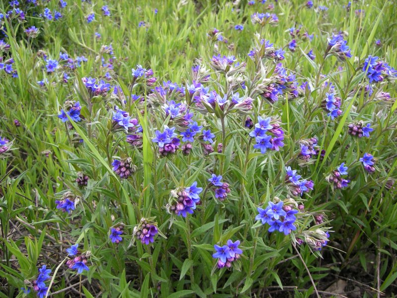 Aegonychon Purpureo-caeruleum