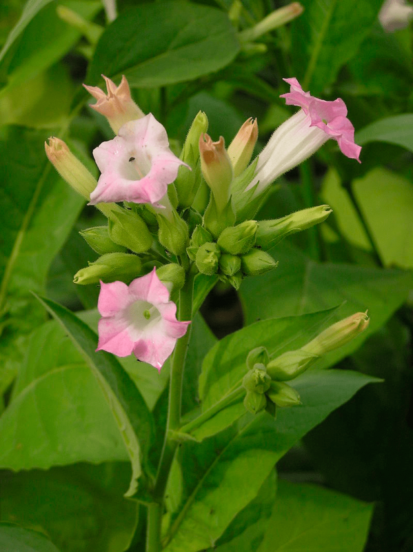 Растения Nicotiana