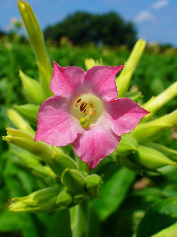 Растение Nicotiana tabacum