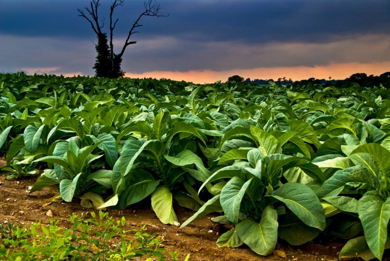 Сорт табака Nicotiana