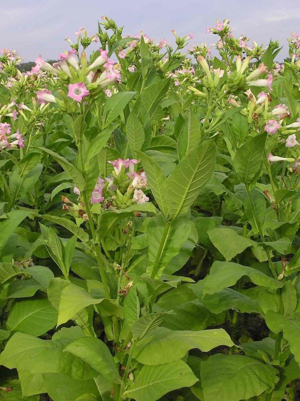Сорт табака Nicotiana