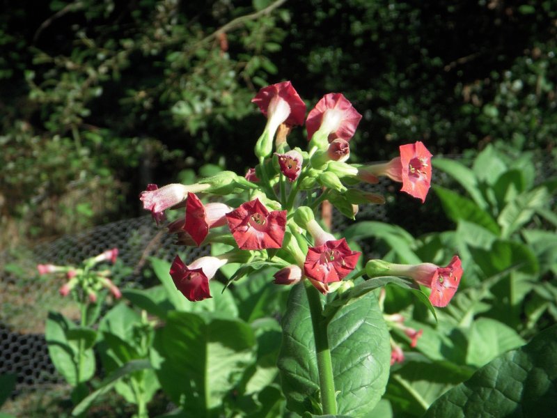 Nicotiana plumbaginifolia