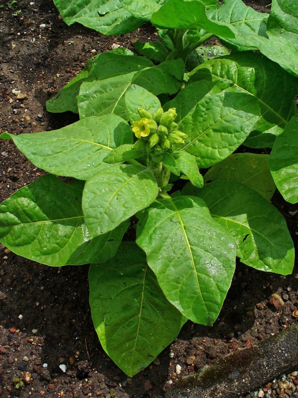Табак махорка (Nicotiana Rustica l.)