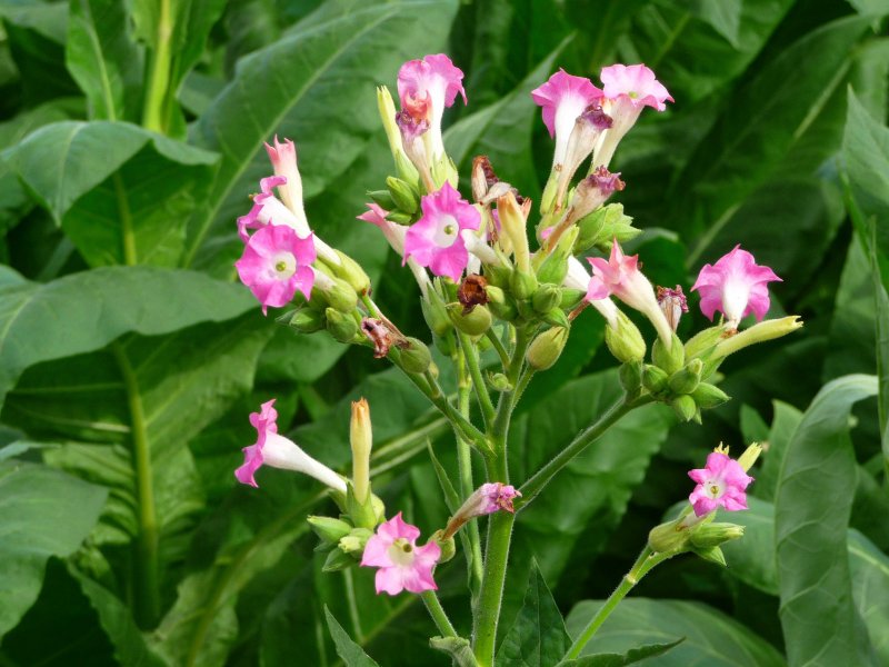 Растение Nicotiana tabacum