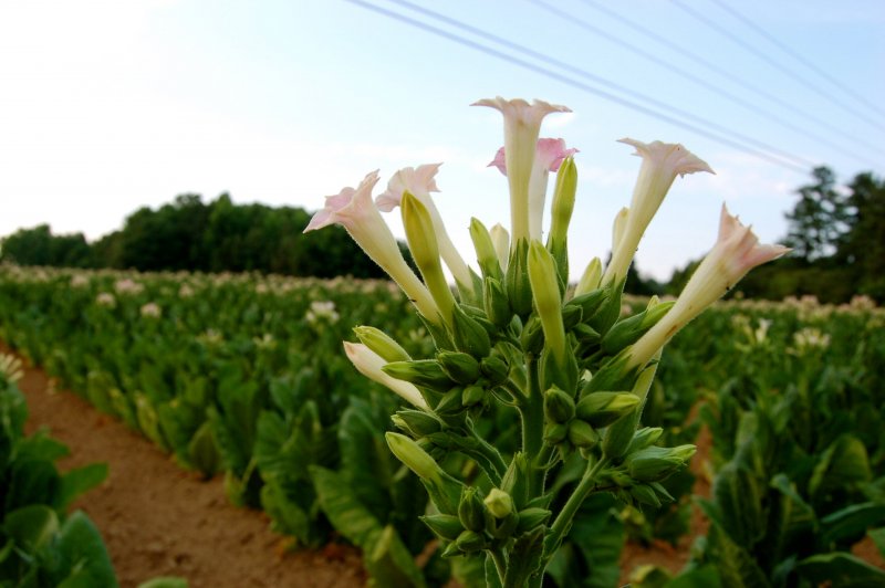 Табак Лесной d 9 Nicotiana Sylvestris
