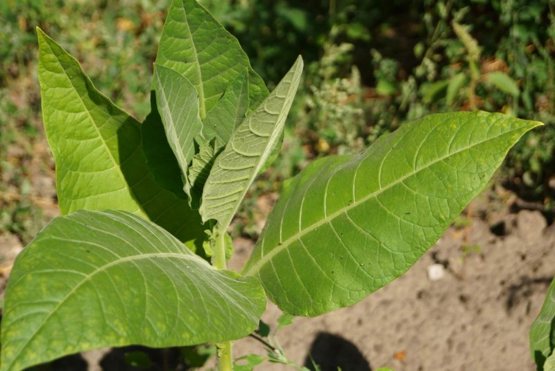 Табак махорка (Nicotiana Rustica l.)