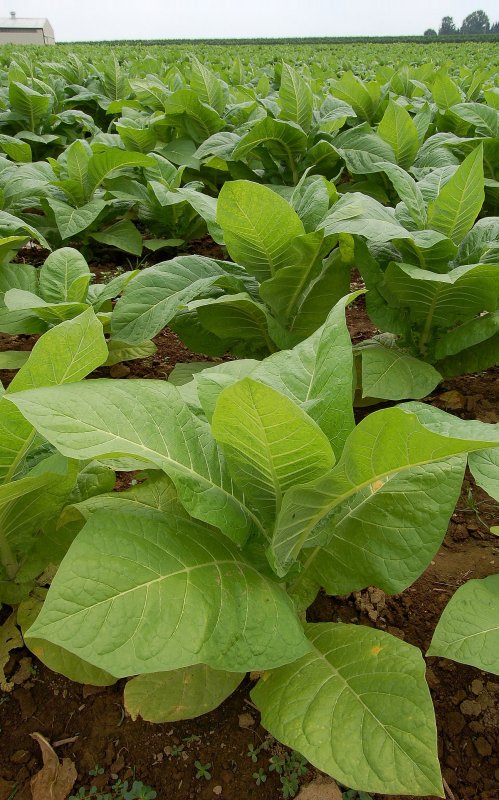 Сорт табака Nicotiana