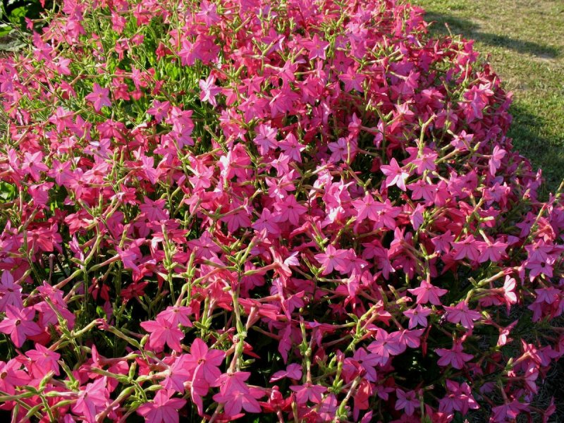Сорт табака Nicotiana