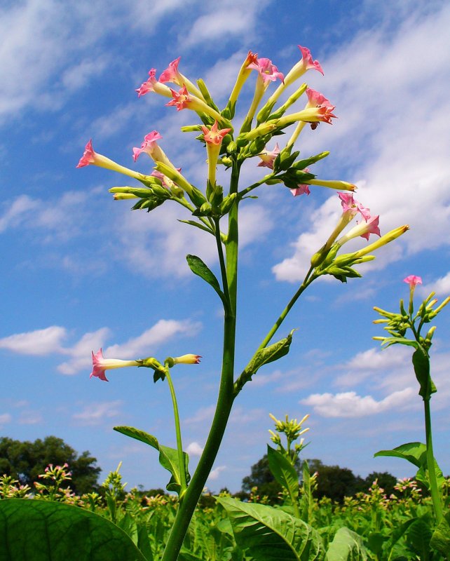 Растения Nicotiana