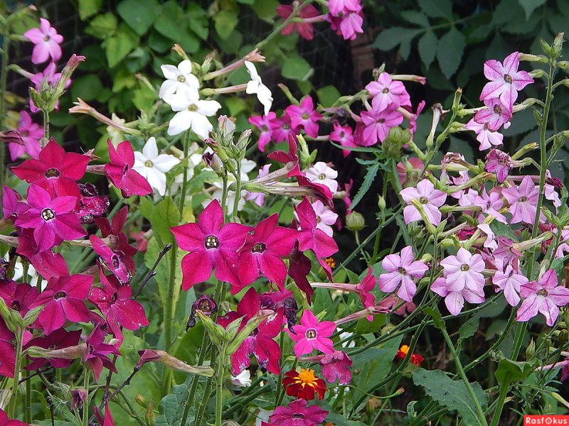 Турецкий табак Nicotiana tabacum.,