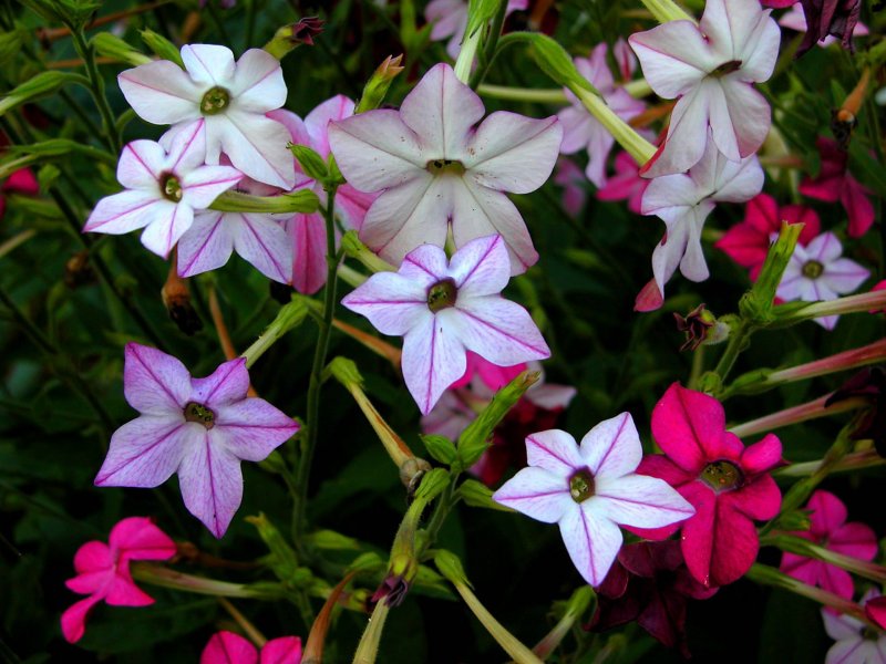 Табак крылатый (Nicotiana alata)