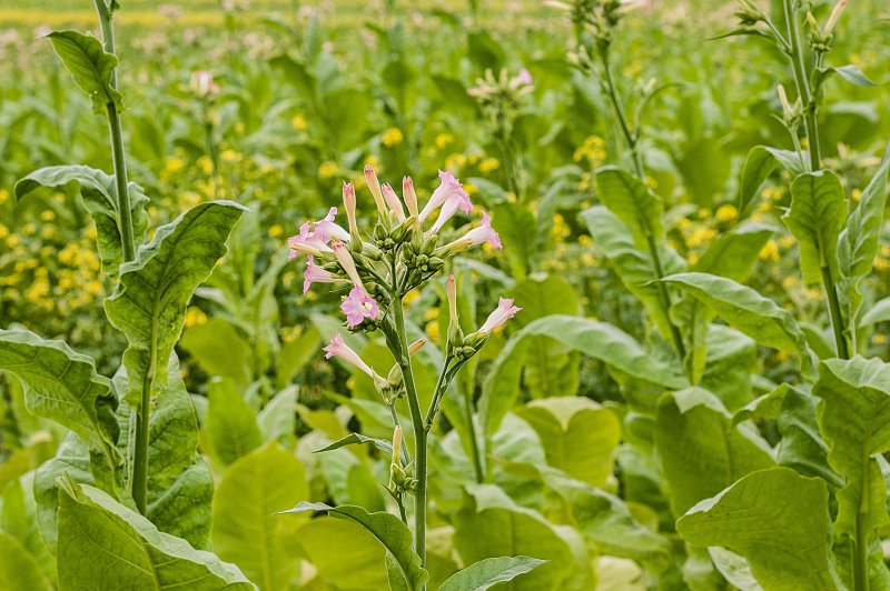 Табак махорка (Nicotiana Rustica l.)