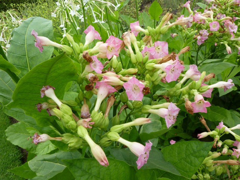 Табак махорка (Nicotiana Rustica l.)