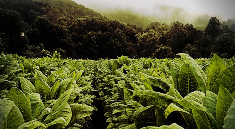 Растения Nicotiana